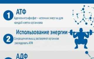 Схемы приёма креатина – время приёма, дозировка и длительность курса