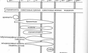 Путеводитель по окаменелостям Кораллового острова | Перечислены источники узлов и типы ископаемых для изучения