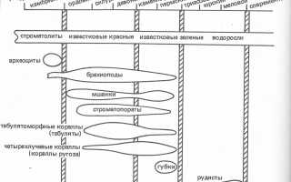 Путеводитель по окаменелостям Кораллового острова | Перечислены источники узлов и типы ископаемых для изучения