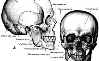 Имеют ли череп и кости перекрестную прогрессию в биологии?